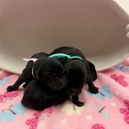 Pink - Black female Labrador Retriever puppy in Heath Springs, South Carolina from Rich Hill Retrievers