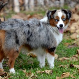 Kayla - Toy Australian Shepherd