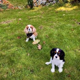 Cavalier King Charles Spaniel Puppies from Faithful Friends Cavaliers