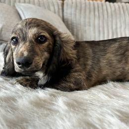 Dandy - Brindle male Dachshund puppy in Price, Utah from Stone Kennels