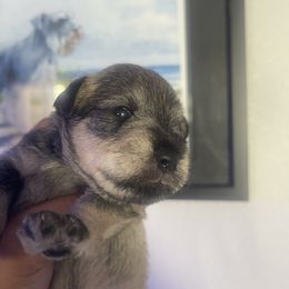Poppy - Salt and pepper female Miniature Schnauzer puppy in Upland, California from Rising Minis of Upland