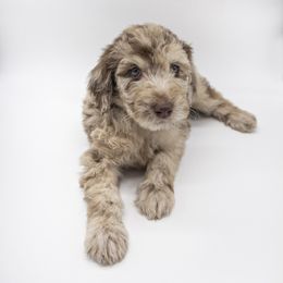 Assorted Doodle Crosses, Bernedoodle, Double Doodle, Goldendoodle, Labradoodle, and Whoodle Puppies from Our Little Farm Life Doodles