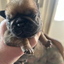 Apricot boy - Fawn male Pug puppy in Norborne, Missouri from Pug Palace