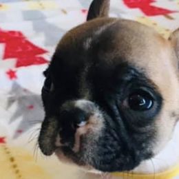 Boston Terriers and French Bulldogs from Savana’s Boston Terriers and French Bulldogs