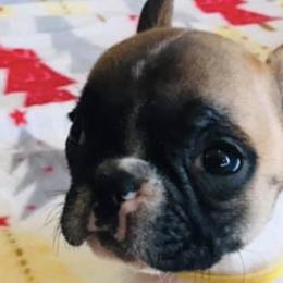 Boston Terriers and French Bulldogs from Savana’s Boston Terriers and French Bulldogs