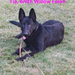 One of Nixies sisters - Black female German Shepherd puppy in Roy, Washington from Diwaids Working German Shepherd Dogs