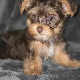 Teacup chocolate liver boy - Liver male Yorkshire Terrier puppy in Thornville, Ohio from My precious yorkies