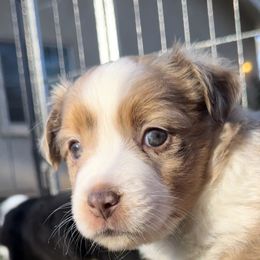 Girl 3 - Red merle Miniature Australian Shepherd puppy in Shingletown, California from Whiskeytown Aussies