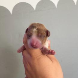 Apollo - Piebald male Dachshund puppy in Colorado from T&C Dachshunds