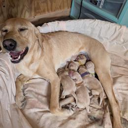 Dilute Retriever and Labrador Retriever Puppies from LC Hunting Labs, LLC.