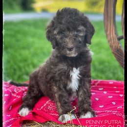 Aussiedoodle and Australian Shepherd Puppies from Dunroamin Farms Australian Shepherds and Aussiedoodles