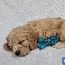 Cavapoo Puppies from Prince Pups