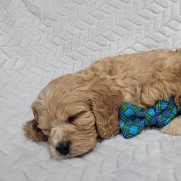 Cavapoo Puppies from Prince Pups