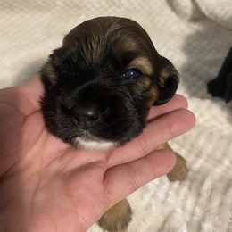 Cocker Spaniel Puppies from Becky's Cockers