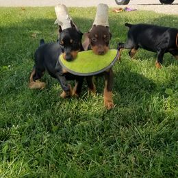 Doberman Pinschers from Titan Doberman
