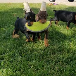 Doberman Pinschers from Titan Doberman