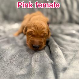 Pink - Golden female Golden Retriever puppy in Salt Lake City, Utah from Soaring golden retrievers