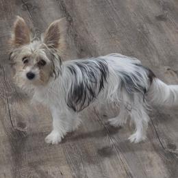 Peaches - Yorkshire Terrier