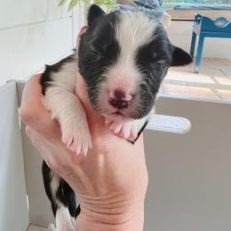 Boy 4 - male Border Collie puppy in Westport, Connecticut from Bluewater Border Collies