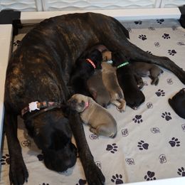 Cane Corso Puppies from Paw city llc