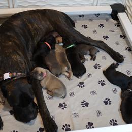 Cane Corso Puppies from Paw city llc