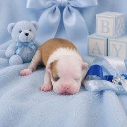 Red Boy - Red male Boston Terrier puppy in San Antonio, Texas from JT Bostons