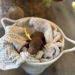 Yellow Collar Boy - Red  male Poodle puppy in Charlotte, North Carolina from Bruno & Co. Puppies