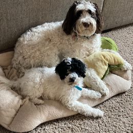 Portuguese Water Dog Puppies from Prestige Portuguese Water Dogs