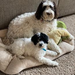 Portuguese Water Dog Puppies from Prestige Portuguese Water Dogs