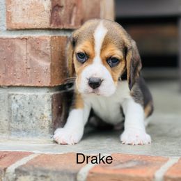Drake - Black tan and white male Beagle puppy in Mansfield, Missouri from Rippee Creek Kennel