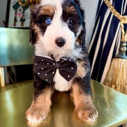 Blue - Blue merle male Bernedoodle puppy in Curtice, Ohio from The Pink Doghouse