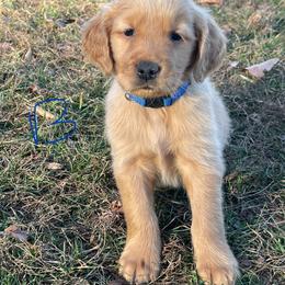 Dark blue - Dark golden male Golden Retriever puppy in Mount Carmel, Tennessee from HS Goldens