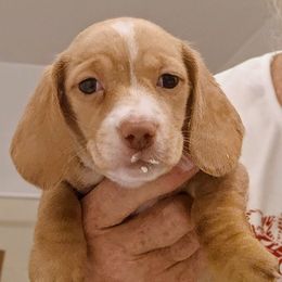 Noel - Red female Dachshund puppy in Pahrump, Nevada from Heaven Sent Doxies
