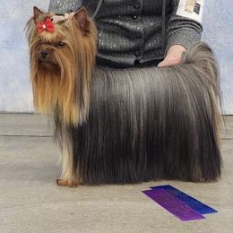 Carley - Yorkshire Terrier