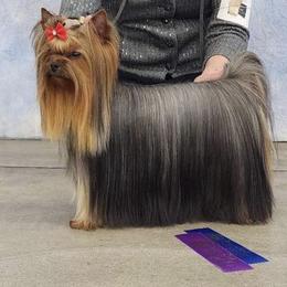 Carley - Yorkshire Terrier