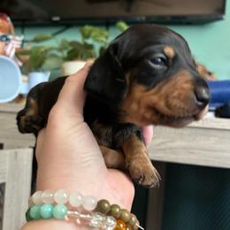 Pepper - Black and tan female Dachshund puppy in Jacksonville, North Carolina from Lizzie’s Doxies