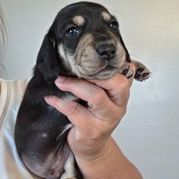 Joe - Black and cream male Dachshund puppy in El Paso, Texas from Mells Weenies