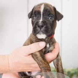 Boxer Puppies from Hawk Creek Boxers