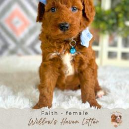 Faith - Red  female Goldendoodle puppy in Atlanta, Georgia from Teddy Puppies