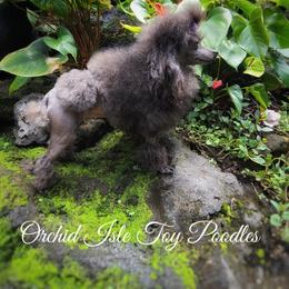 Scarlett - Poodle