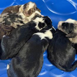 Aussiedoodle puppies from Bluebird Family Farm
