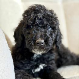Zeus - Black male Goldendoodle puppy in Twin Falls, Idaho from Burrow & Bone