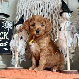 Yellow - Red  female Goldendoodle puppy in Hesperia, Michigan from Red Acres Poodles & Doodles