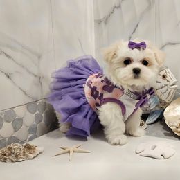 Cavapoo, Maltese, Maltipoo, and Poodle Puppies from Mt.BakerPoodles&Doodles