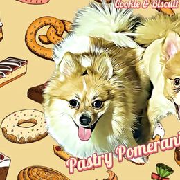 Pomeranians from Pastry Pomeranian Kennel