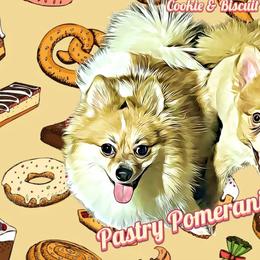 Pomeranians from Pastry Pomeranian Kennel