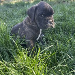 Rocket - Brindle male Boxer puppy in Marion, Montana from Serendipity's European Boxers