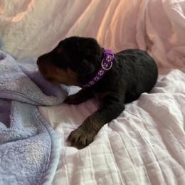 Adam - Black and tan male Airedale Terrier puppy in Thomasville, North Carolina from Beitzel Babies