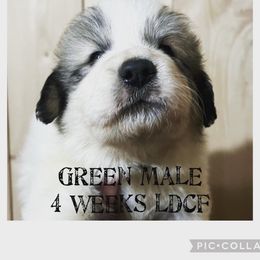 Boy 1 - Great Pyrenees puppy in Gibsonia, Pennsylvania from Little Deer Creek Farm AKC Great Pyrenees