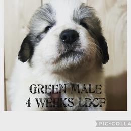 Boy 1 - Great Pyrenees puppy in Gibsonia, Pennsylvania from Little Deer Creek Farm AKC Great Pyrenees